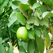Brezilya Guavası Tohumu PSIDIUM angulatum (10 adet)