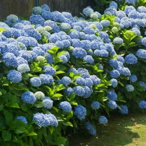 Tüplü  İthal Mavi  XL Dev Çiçekli Ortanca Çiçeği Fidanı