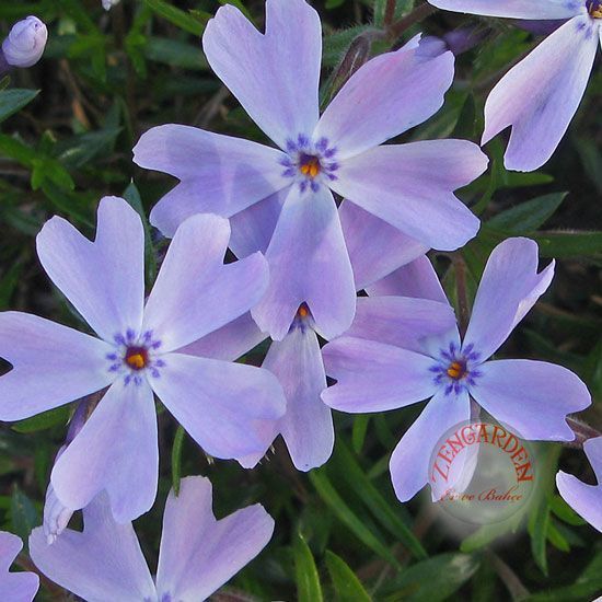 Phlox subulata yayılıcı floks emerald cushion blue