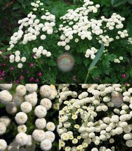 Kasımpatı tohumu krizantem beyaz kartopu chrysanthemum