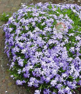 Phlox subulata yayılıcı floks emerald cushion blue