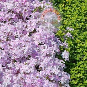 Phlox subulata yayılıcı floks candy stripes