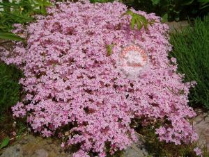 Phlox subulata yayılıcı floks candy stripes