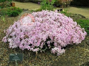 Phlox subulata yayılıcı floks candy stripes