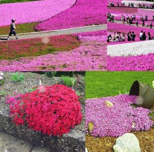 Phlox subulata yayılıcı floks Mc daniels cushion