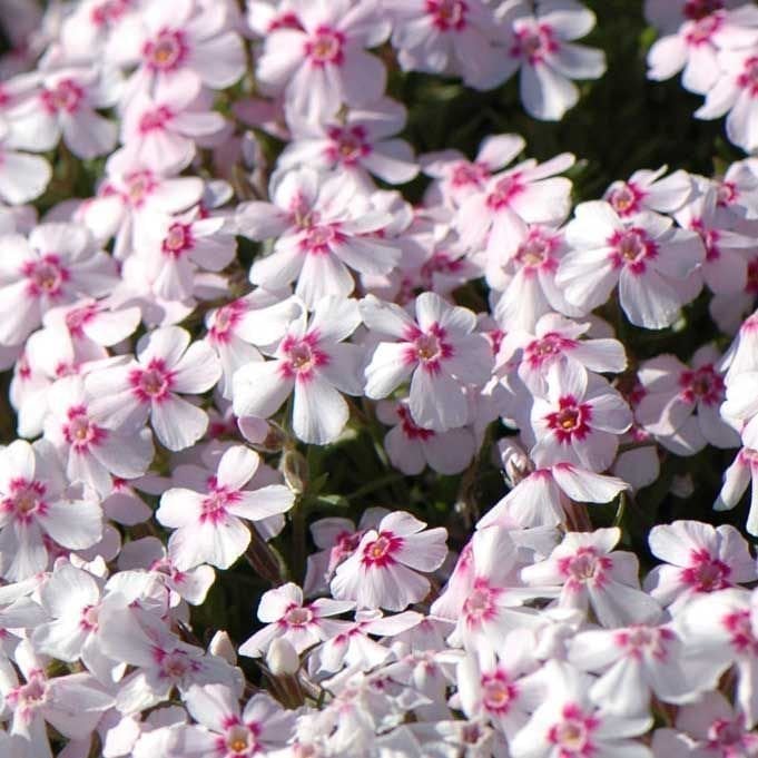 Phlox subulata yayılıcı floks pharaoh pink eye