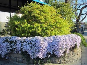 Phlox subulata yayılıcı floks pharaoh pink eye