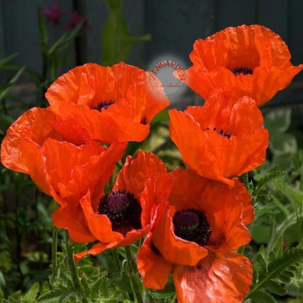 Gelincik tohumu papaver orientale kırmızı siyah gözlü