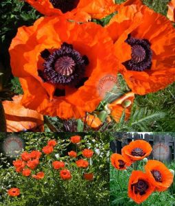 Gelincik tohumu papaver orientale kırmızı siyah gözlü