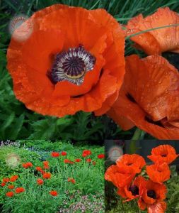 Gelincik tohumu papaver orientale kırmızı siyah gözlü