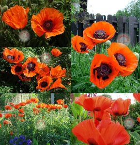 Gelincik tohumu papaver orientale kırmızı siyah gözlü