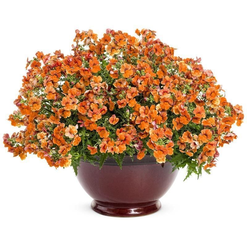 Turuncu nemezya çiçeği fidesi nemesia lyric orange