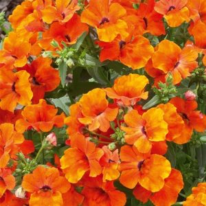 Turuncu nemezya çiçeği fidesi nemesia lyric orange
