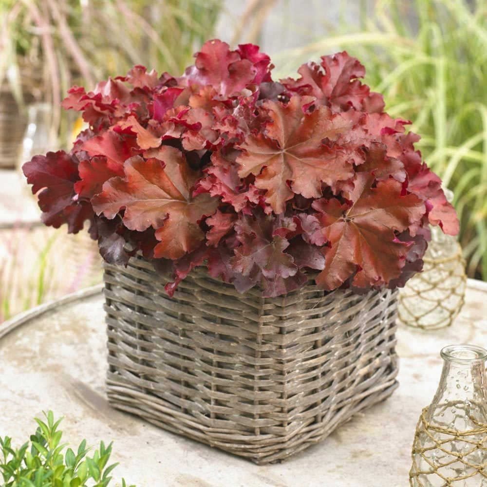 Boysenberry heuchera fidesi indian summer serisi