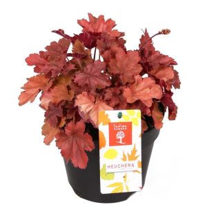 Boysenberry heuchera fidesi indian summer serisi