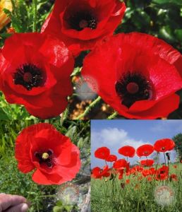 Anadolu gelinciği tohumu gelincik papaver