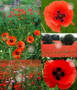 Anadolu gelinciği tohumu gelincik papaver