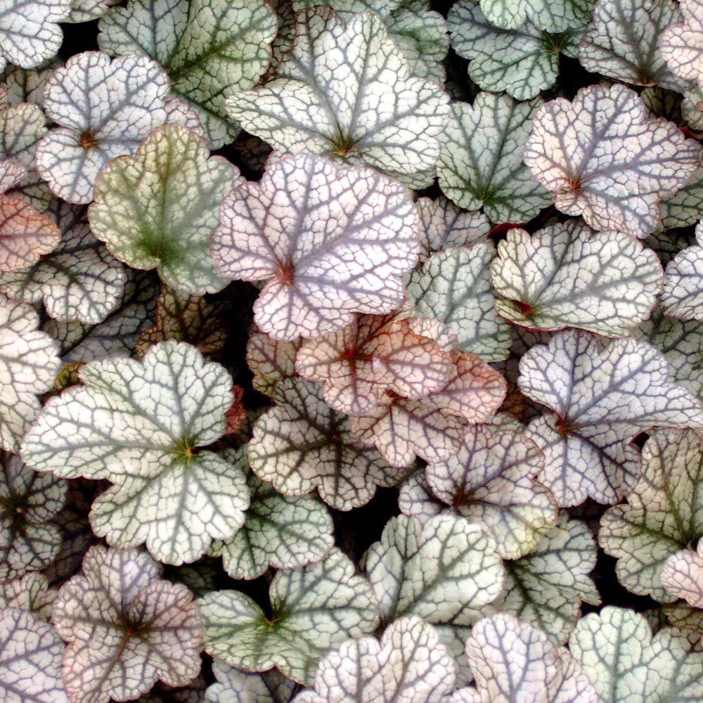 Silver scrolls heuchera fidesi indian summer serisi