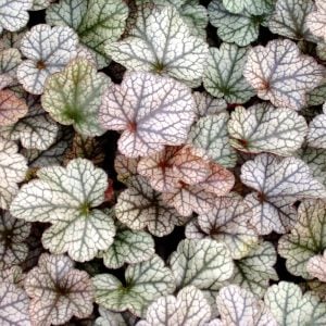 Silver scrolls heuchera fidesi indian summer serisi