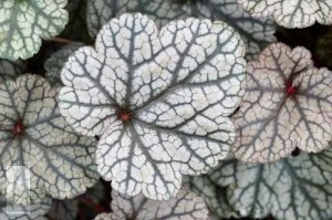 Silver scrolls heuchera fidesi indian summer serisi