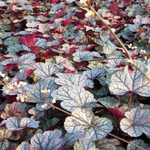 Silver scrolls heuchera fidesi indian summer serisi