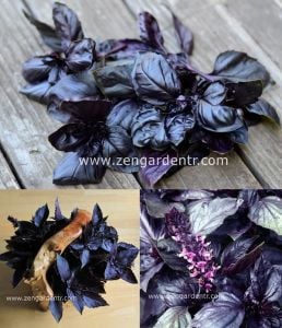Mor fesleğen tohumu purple basil seeds