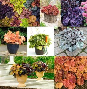 Marmalade heuchera fidesi indian summer serisi