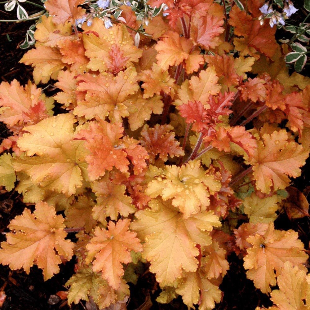 Marmalade heuchera fidesi indian summer serisi