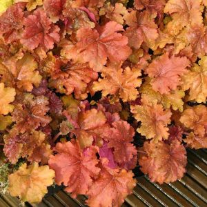 Marmalade heuchera fidesi indian summer serisi