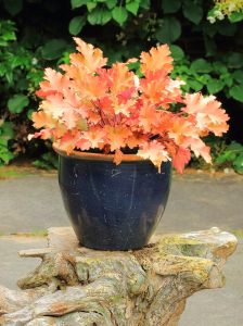 Marmalade heuchera fidesi indian summer serisi