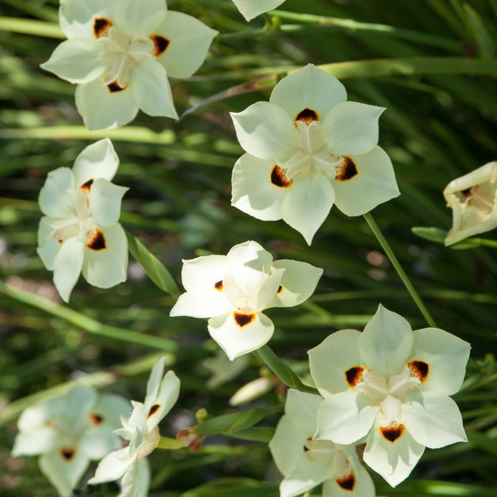 Dietes bicolor çiçeği saksıda afrika süseni