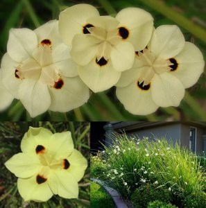 Dietes bicolor çiçeği saksıda afrika süseni