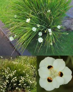 Dietes bicolor çiçeği saksıda afrika süseni