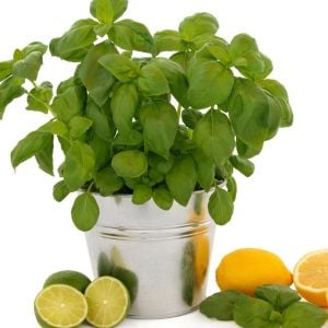 Lime fesleğen tohumu yeşil limon mandalin aromalı