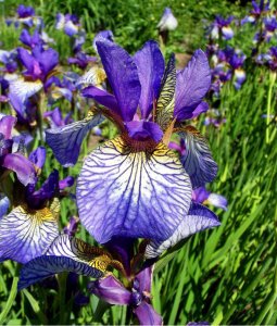 Shakers Prayer süsen soğanı iris siberian
