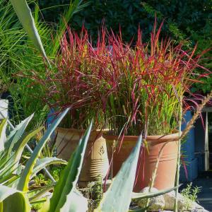 Japon kan çimi fidesi kındıra imperata cylindrica rubra