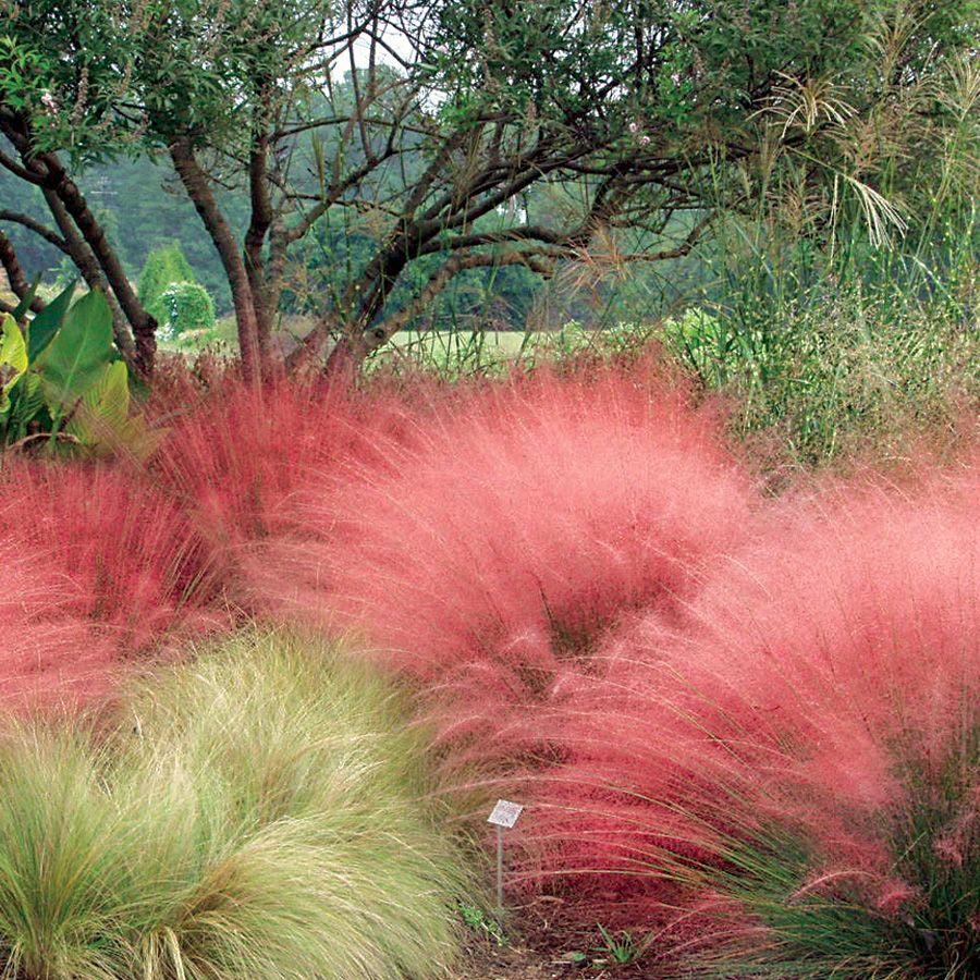 Pamuk şeker pembe çim fidesi muhlenbergia capillaris