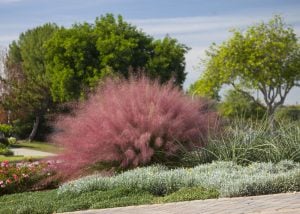 Pamuk şeker pembe çim fidesi muhlenbergia capillaris