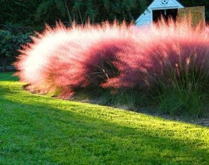 Pamuk şeker pembe çim fidesi muhlenbergia capillaris