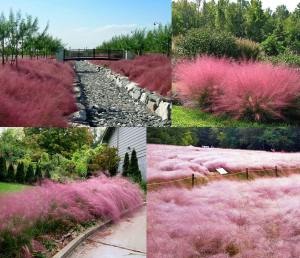 Pamuk şeker pembe çim fidesi muhlenbergia capillaris