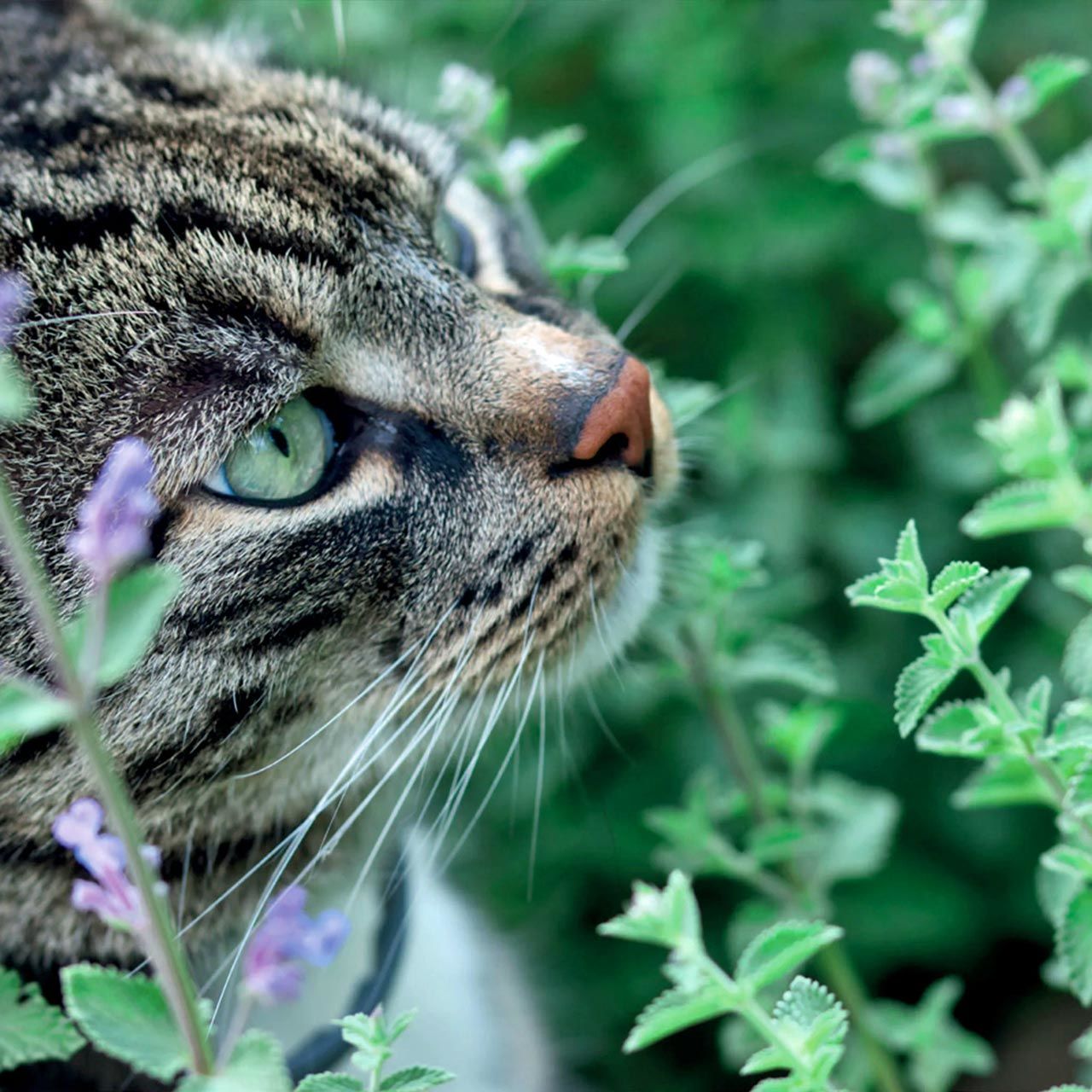 Kedi nanesi tohumu catnip nepeta cataria