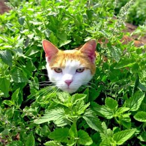 Kedi nanesi tohumu catnip nepeta cataria