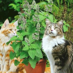 Kedi nanesi tohumu catnip nepeta cataria