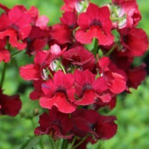 Koyu kırmızı nemezya çiçeği fidesi nemesia lyric dark red