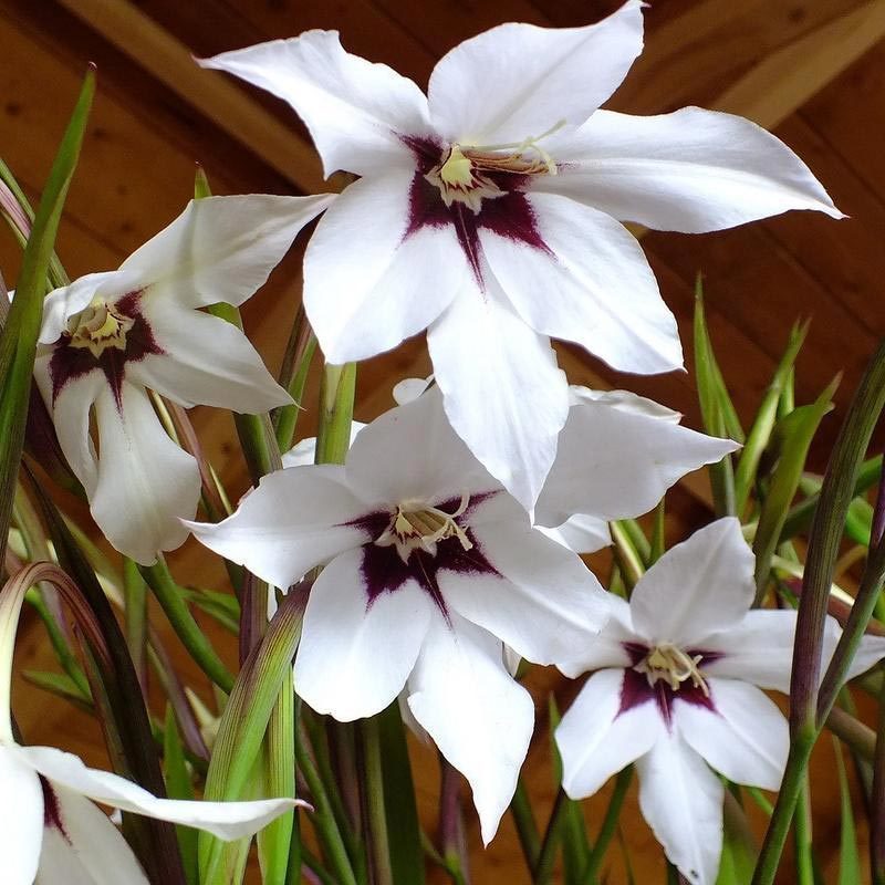 10 adet Acidanthera soğanı tavuskuşu orkidesi çiçeği