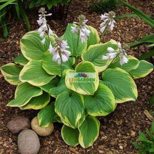 Kokulu fragrant bouquet hosta süpürge çiçeği saksıda