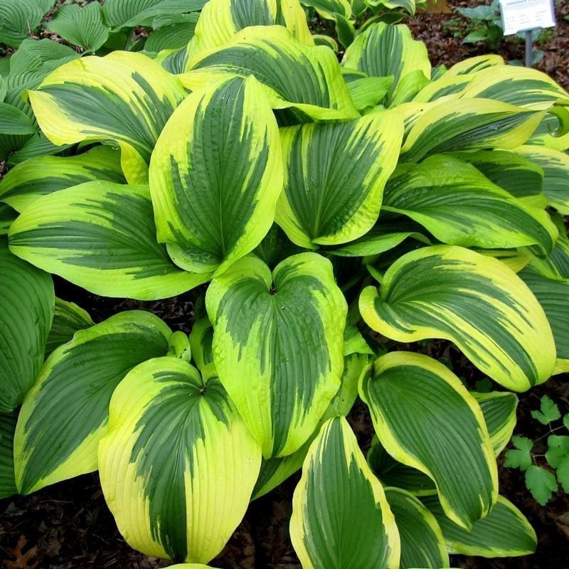 Hosta aureomarginata hosta süpürge çiçeği saksıda