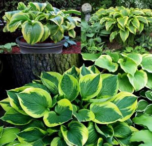 Hosta aureomarginata hosta süpürge çiçeği saksıda