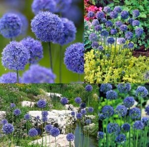 Allium azureum caeruleum soğanı 10 adet ithal