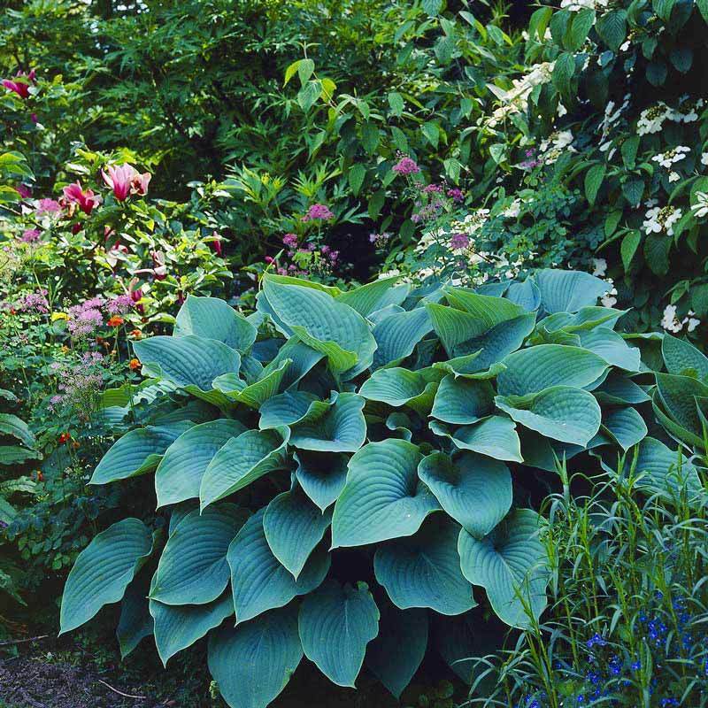 Blue wedgewood hosta süpürge çiçeği saksıda yetişmiş